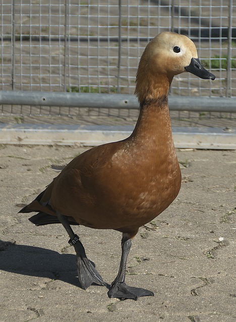 时之
