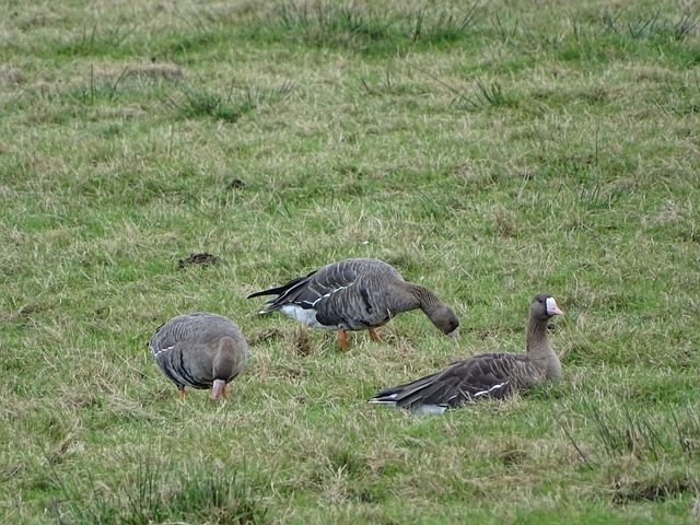 在中国篮球 在中国篮球